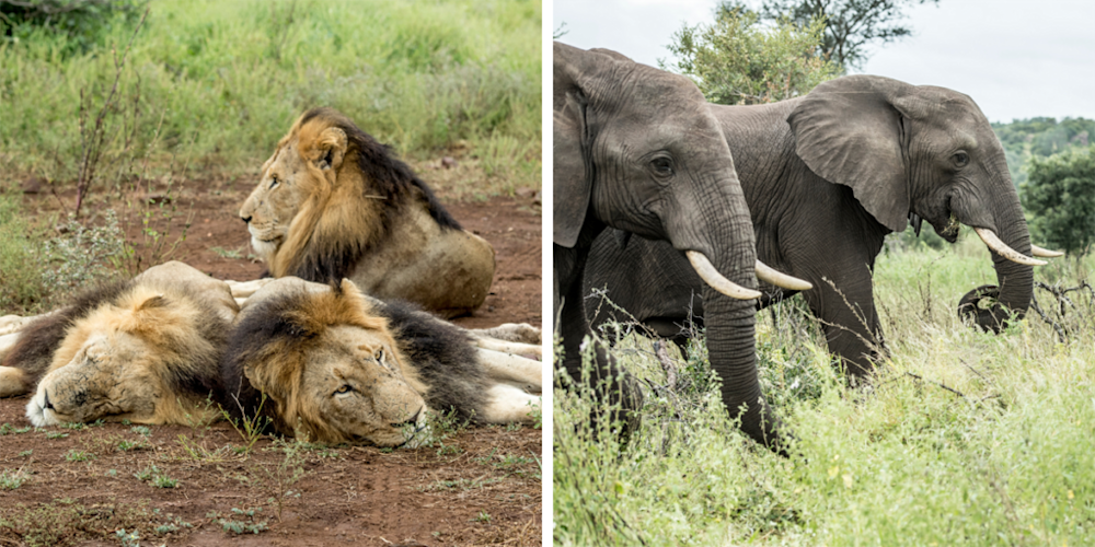 A Gleaming Jewel in the Heart of the Kruger National Park
