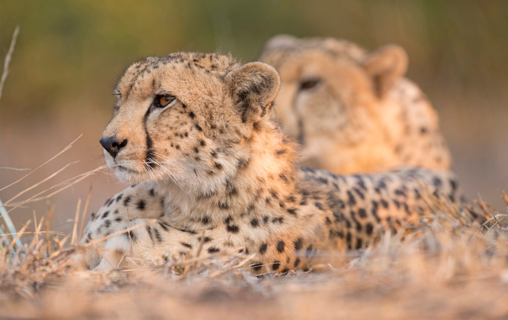 The Malilangwe Wildlife Reserve: One of Africa’s last truly wild places
