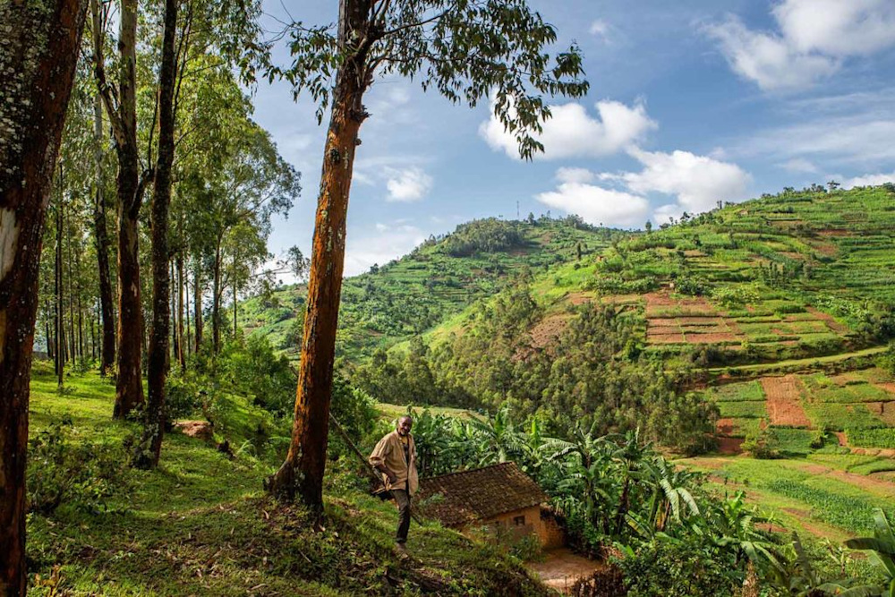 Helping to Conserve Africa’s Magnificent Mountain Gorillas