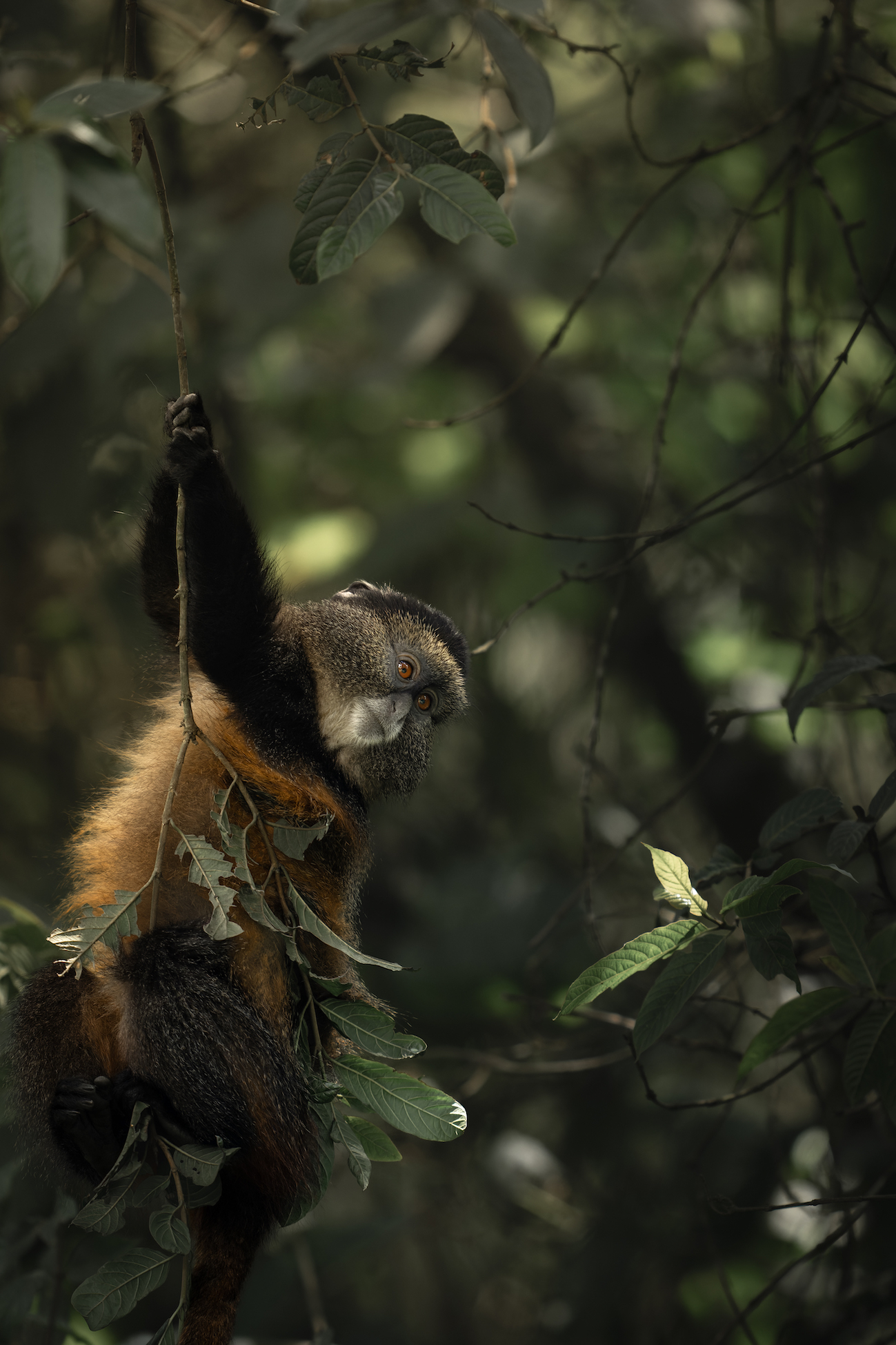 Ubumwe Women's Trail