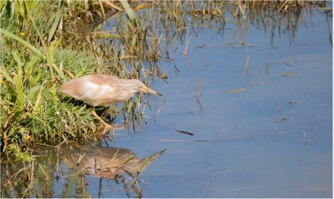 Squacco heron