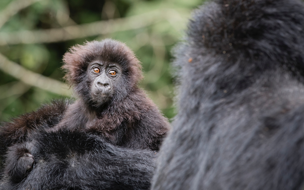 Adjacent to Volcanoes National Park, our lodge and villa are the closest to the starting point of a gorilla trek, one of the most poignant encounters you can have in the wild