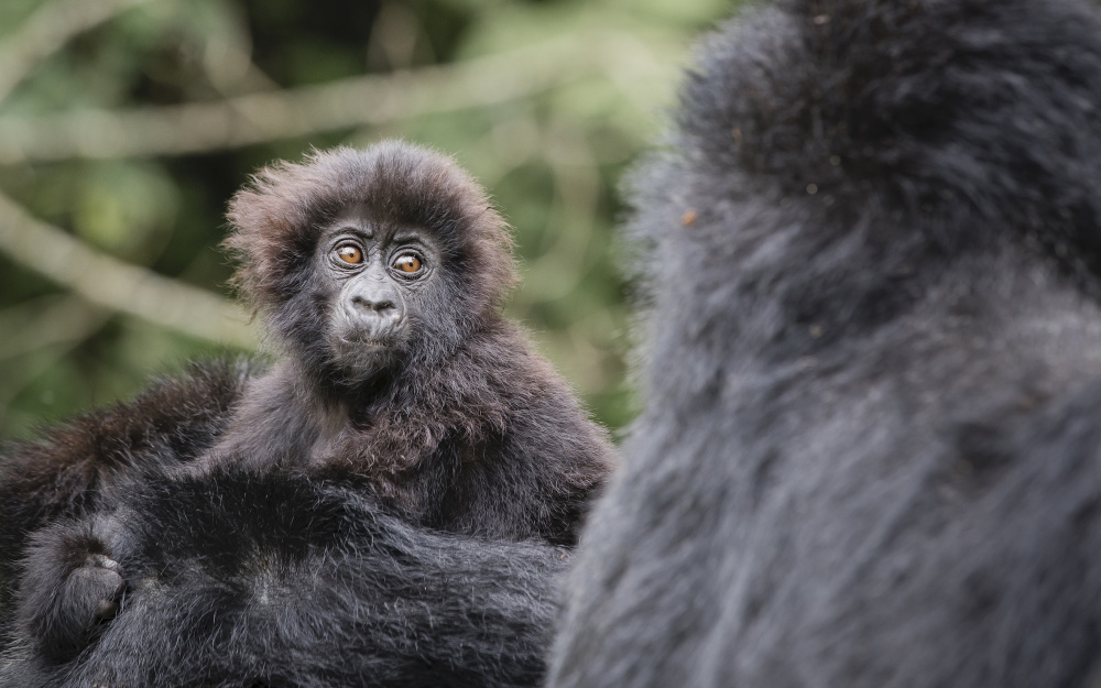 Adjacent to Volcanoes National Park, our lodge and villa are the closest to the starting point of a gorilla trek, one of the most poignant encounters you can have in the wild  
