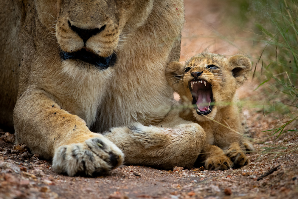 The great strides the Lion Recovery Fund has made over the last four years is only possible through the support of those committed to saving the species