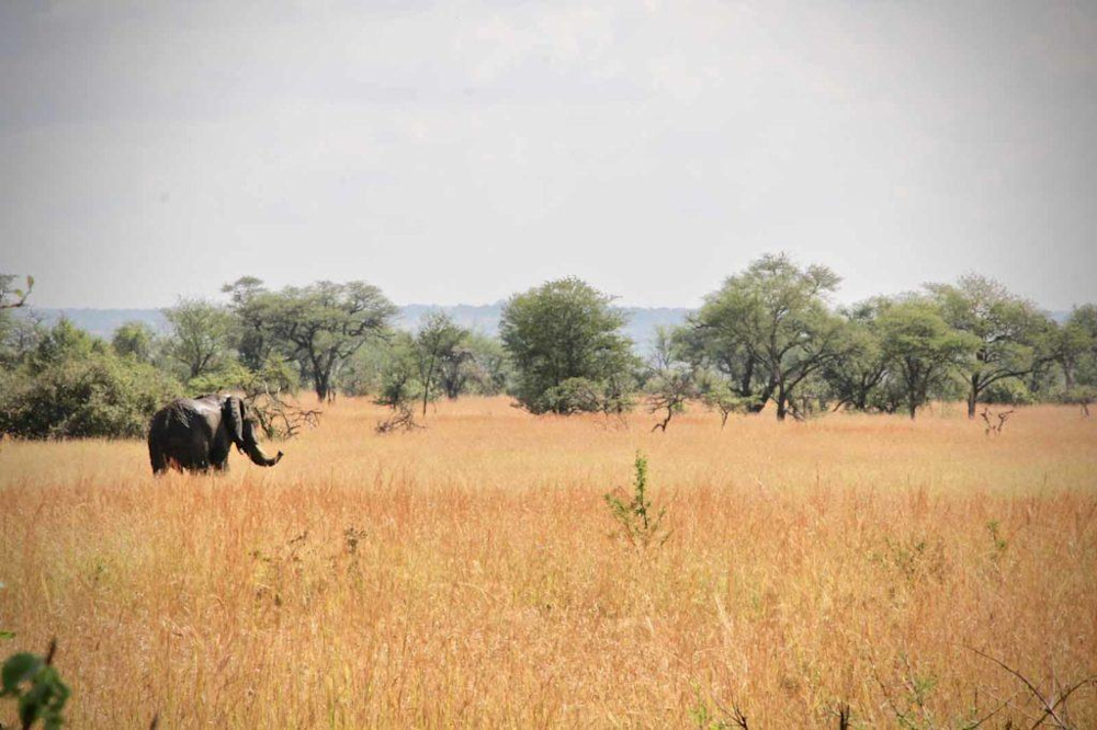 Proactive Conservation: The Singita Grumeti Elephant Collaring Project