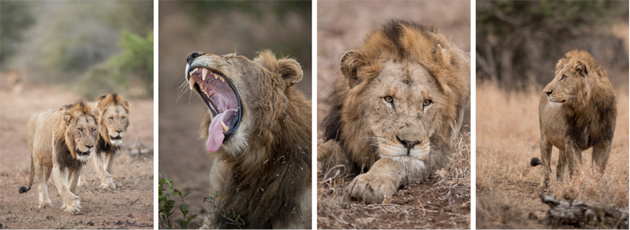Singita Kruger National Park Lions