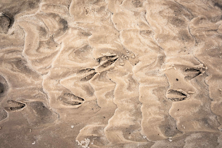 Singita Okavango Delta antelope spoor