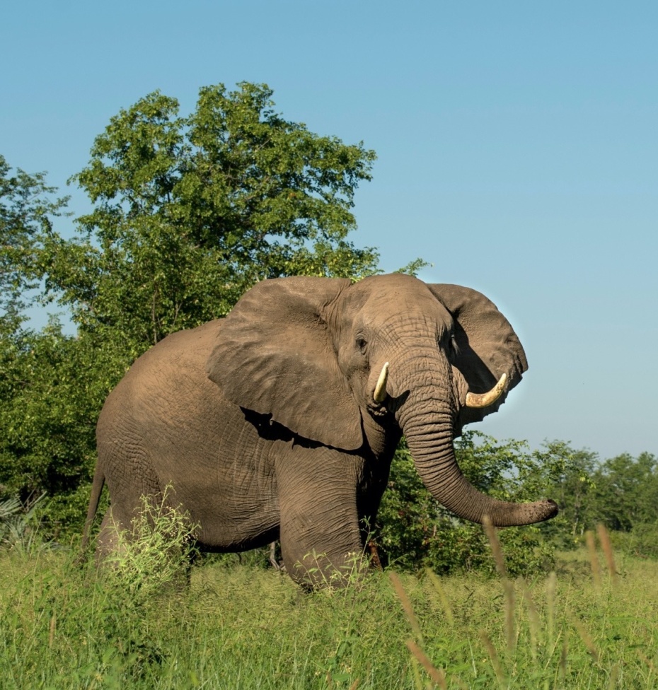 Adult male elephant walking in the bush