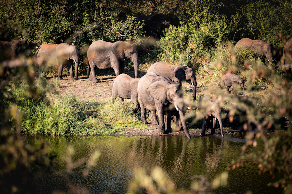 Singita Kruger National Park's dramatic scenery, and magnificent game viewing make it an iconic safari destination