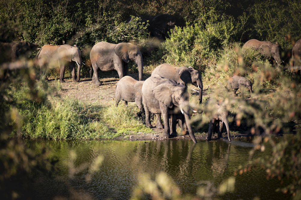 Singita Kruger National Park's dramatic scenery, and magnificent game viewing make it an iconic safari destination