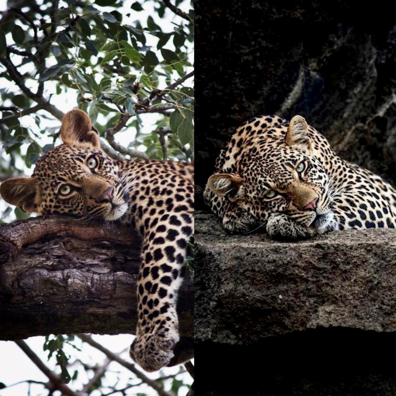 A Tale of two males | Singita