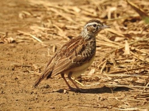 Sabota lark