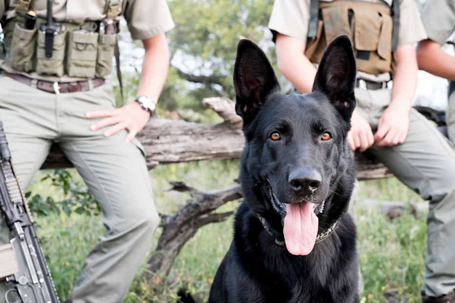Antipoaching K9 unit