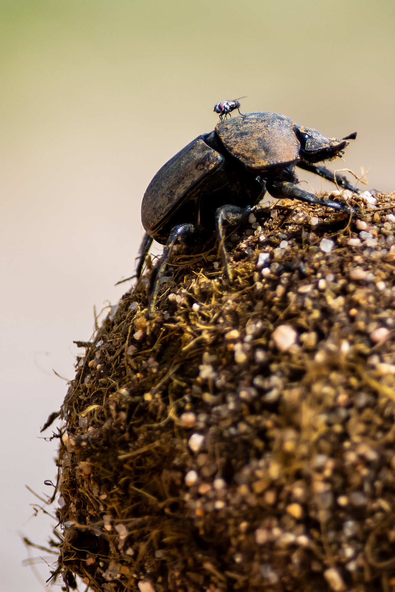 Dung beetle on a ball of dung