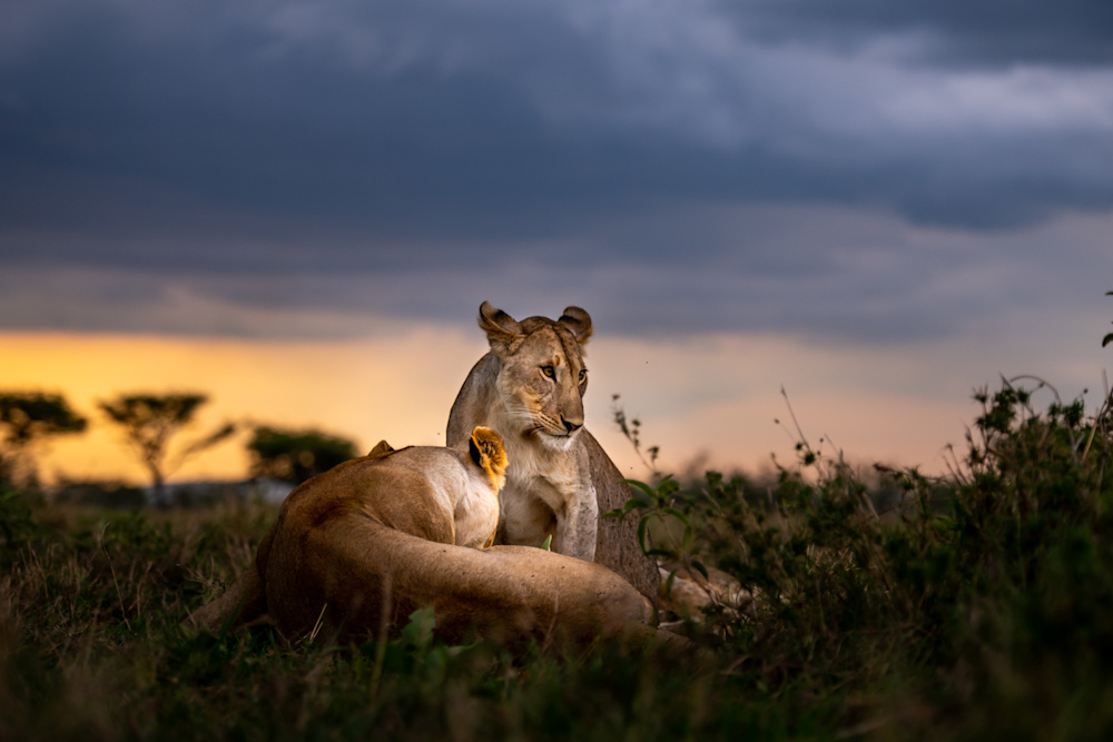 An 'umbrella' species, the welfare of lion populations is intrinsically linked to that of other species, and the health of the ecosystem in general