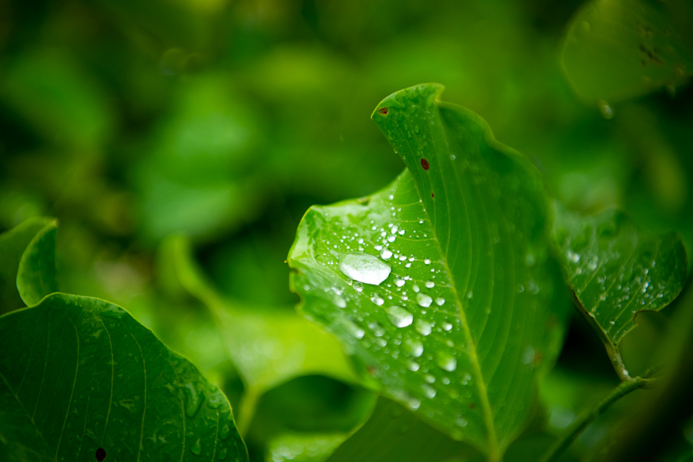 Singita's conservation practices are informed by Bioregional's One Planet Living framework