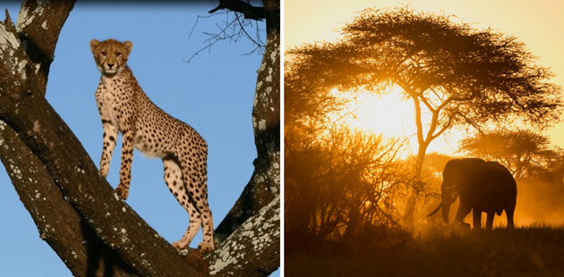 Bush Tales from Singita Pamushana, Zimbabwe