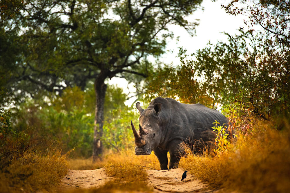 The efficiency of the Anti-Poaching Unit is largely to thank for the low incidence of rhino poaching attempts in the Sabi Sand