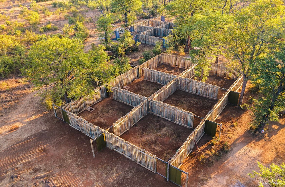 Time spent in the bomas ensures that the days leading up to the release are low-stress and allows the rhino to recover fully from their journey and the residual effects of darting. Photo by Dillan Prinsloo