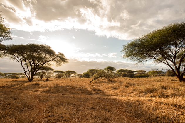 Bush Tales from Singita Pamushana, Zimbabwe