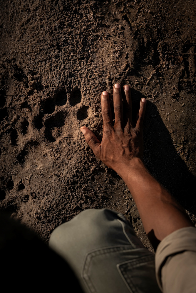 Okavango Delta_Bush Walk_Guide_Tracks and Hand