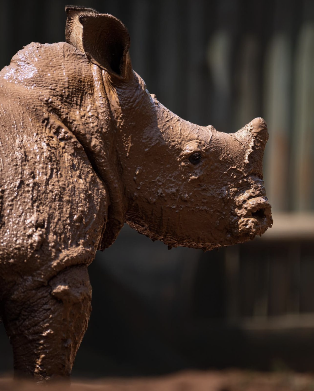 Mavic's journey – the orphan rhino's road to recovery