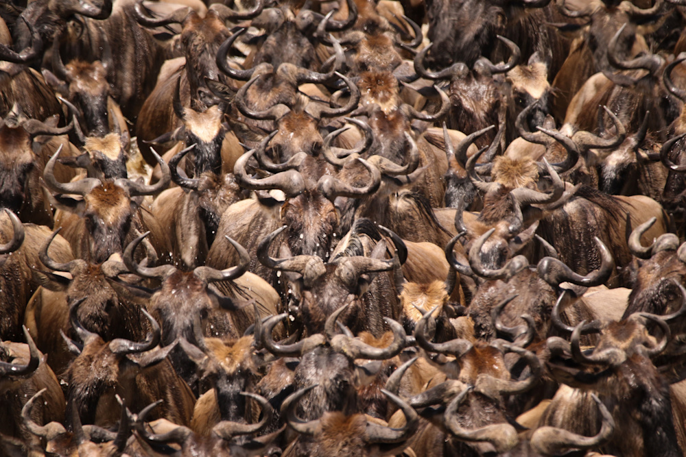 While the drama peaks at certain periods in the year, the migration is an all-year journey