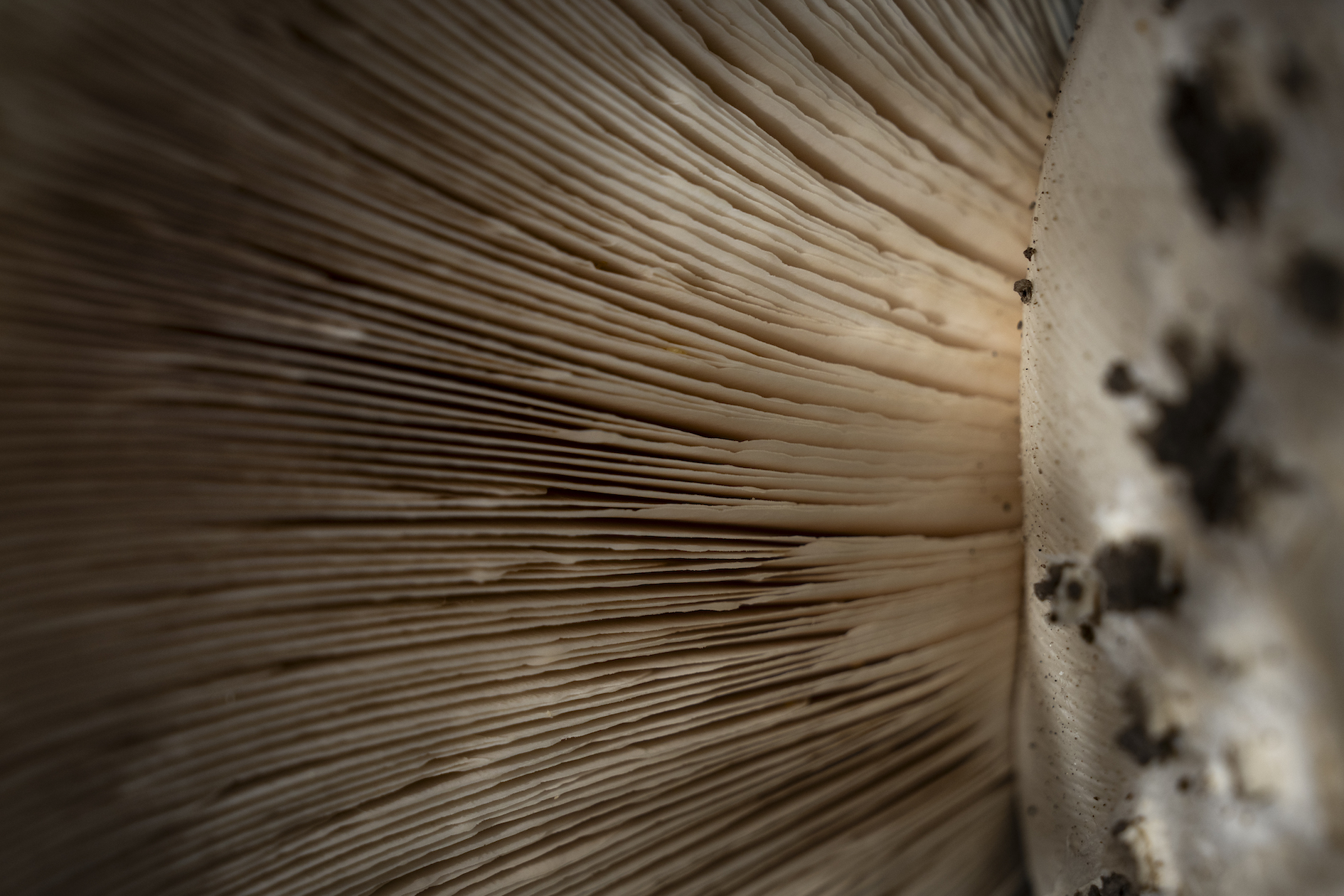 Fungi Singita Okavango Delta