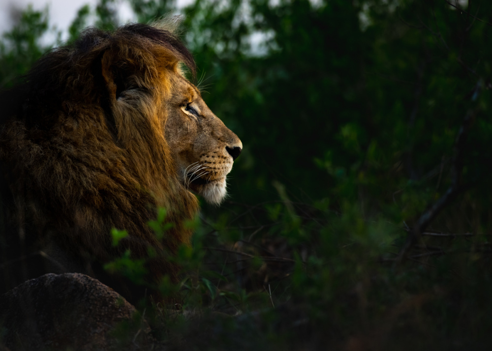 While each of our regions offers memorable sightings of the species in their natural habitat, Singita Kruger National Park is renowned as an especially impressive lion-viewing destination