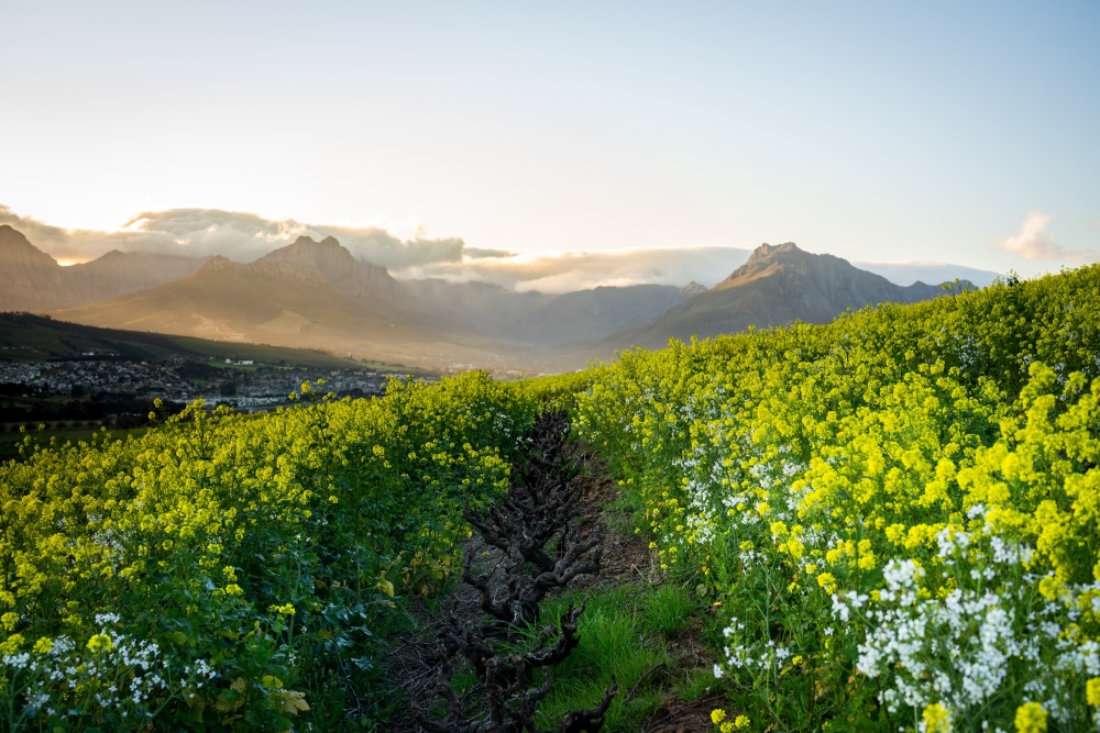 As the expression of soil, rain, and the terroir it grows in, Jörg believes wine is best enjoyed in nature 