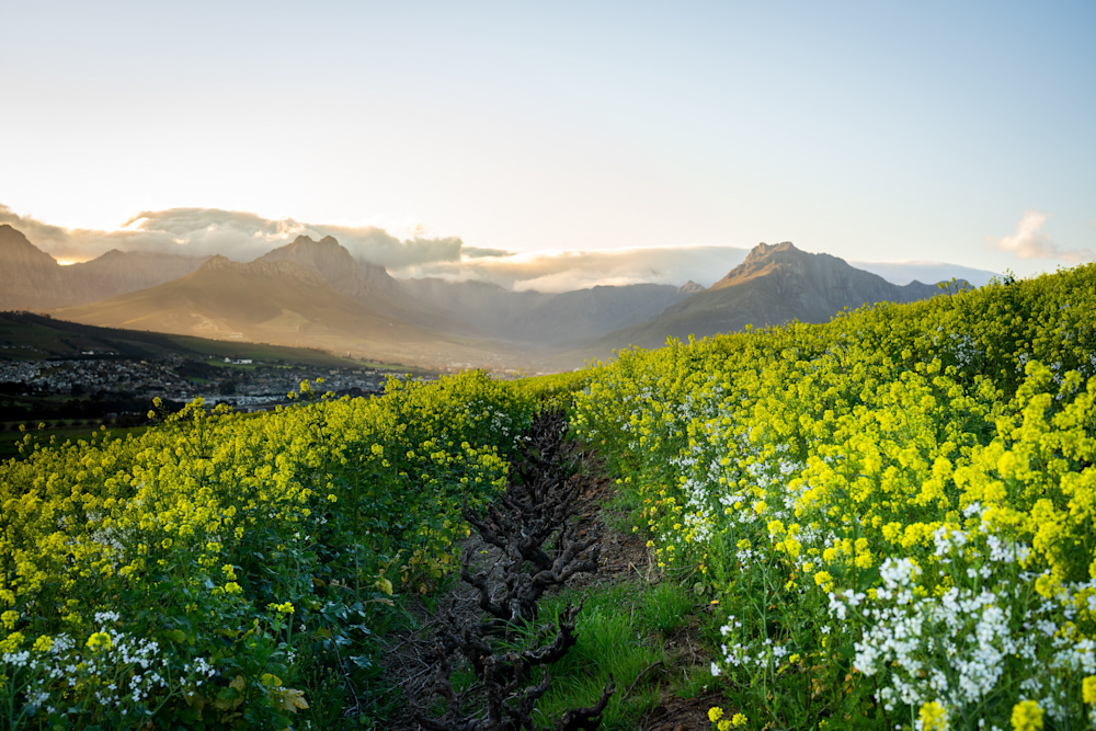 As the expression of soil, rain, and the terroir it grows in, Jörg believes wine is best enjoyed in nature