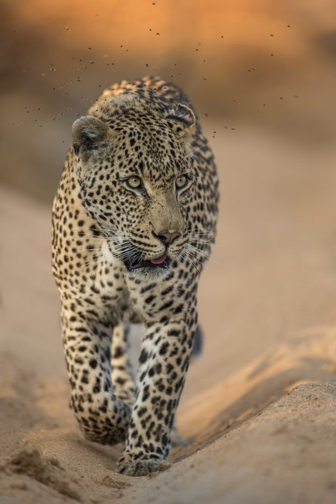 Charting the Waters at Singita Sabi Sand