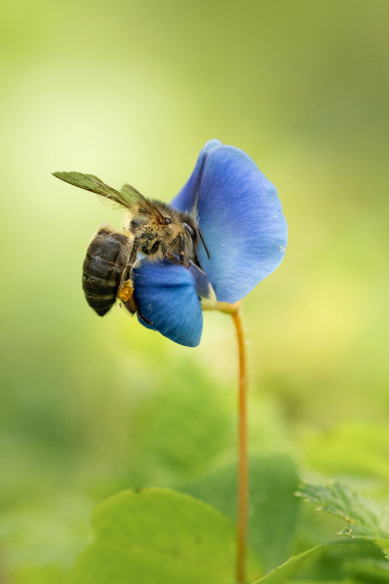 Bee Singita Volcanoes National Park 