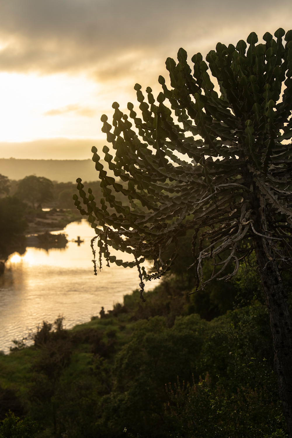 Bird song at dawn