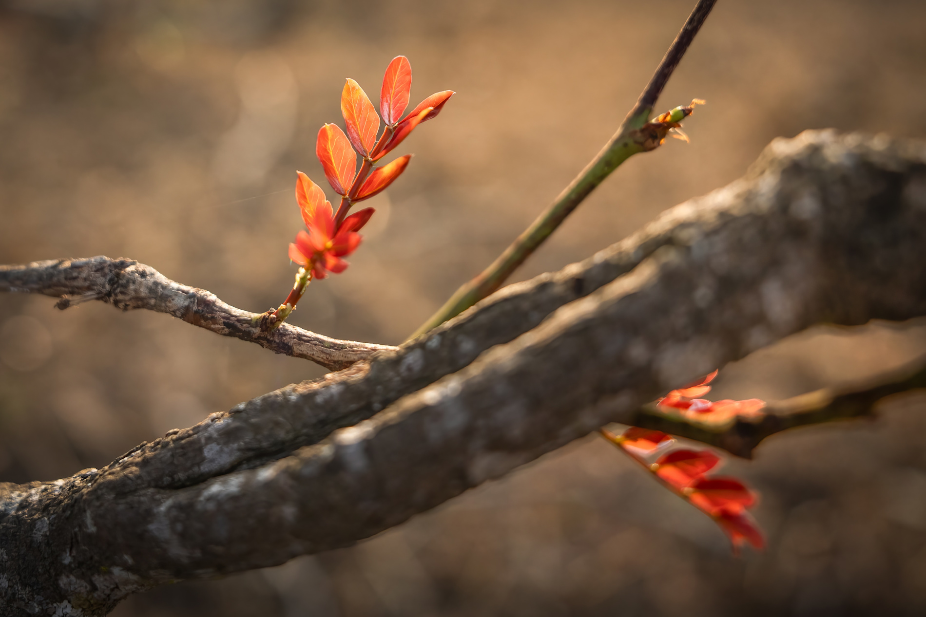 Sabi Sand seasonal spring