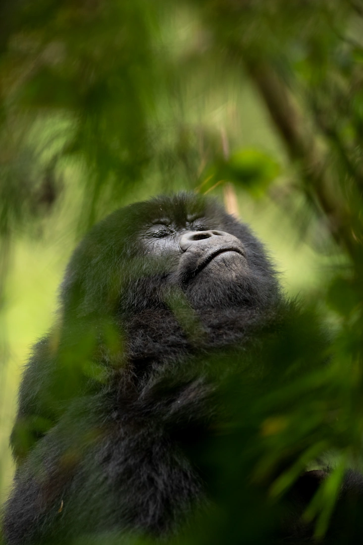 Mountain gorillas in Volcanoes National Park, Rwanda