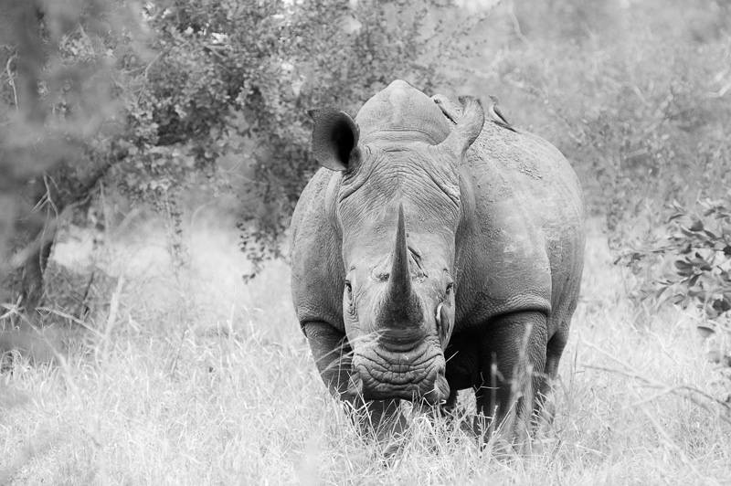 A First-Time Family Safari