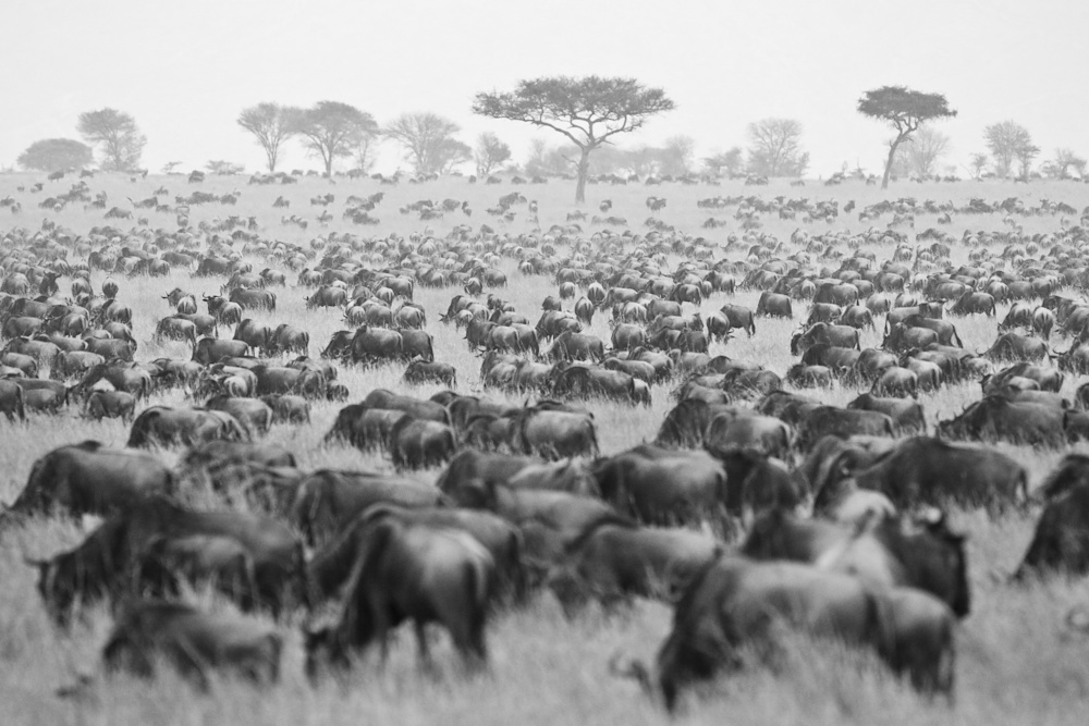 Planning your trip to see the migration is best done with the advice of our travel experts