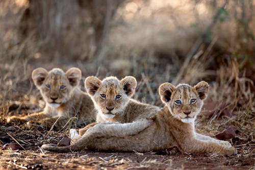 Lion cubs