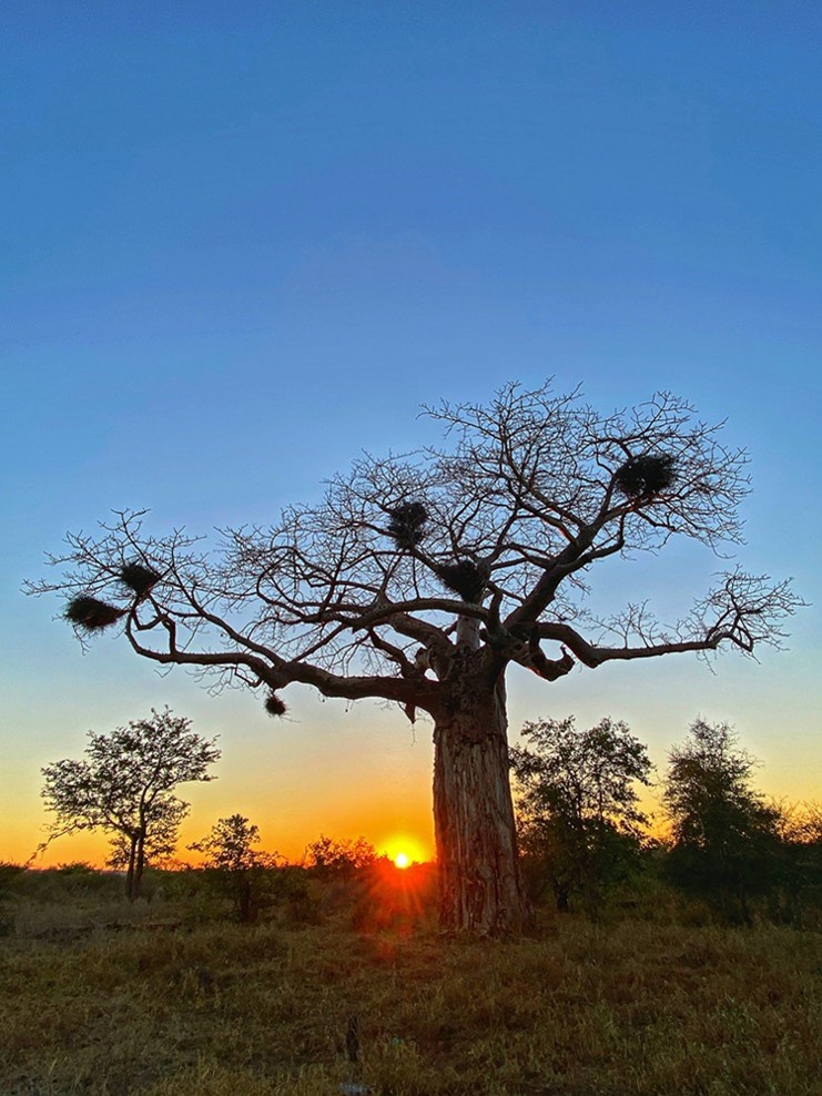 Baobab trees, the giants of Singita Pamushana | Singita