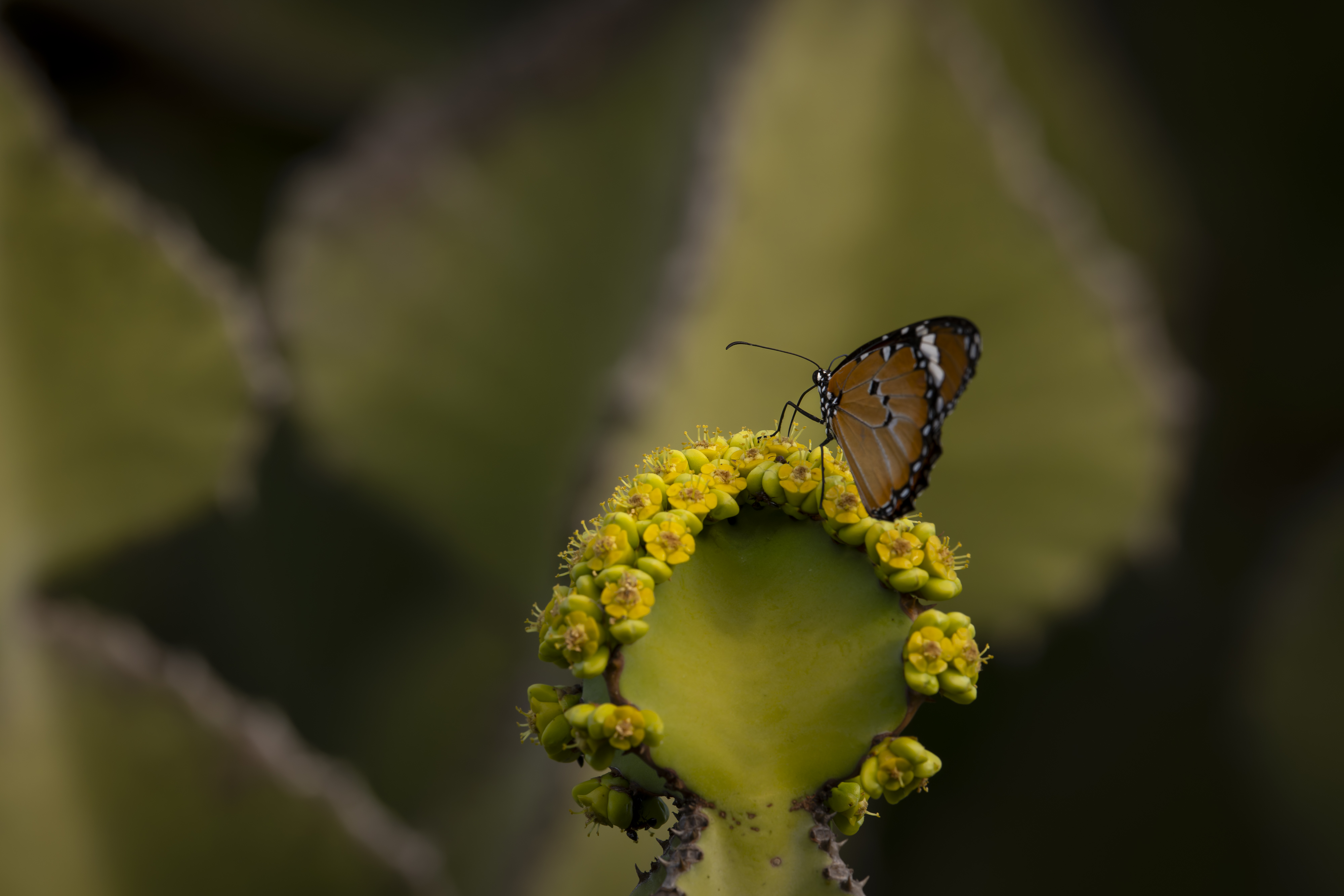 Singita Kruger National Park_African Monarch Butterfly on Flowering Euphorbia