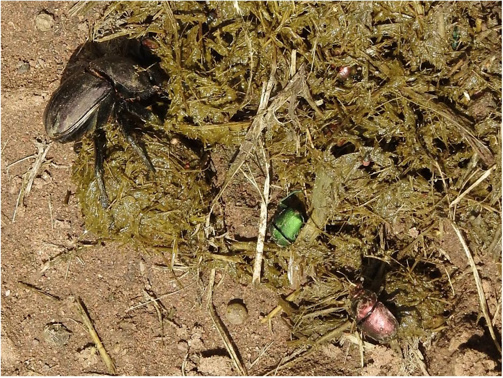 Three different species of dung beetles