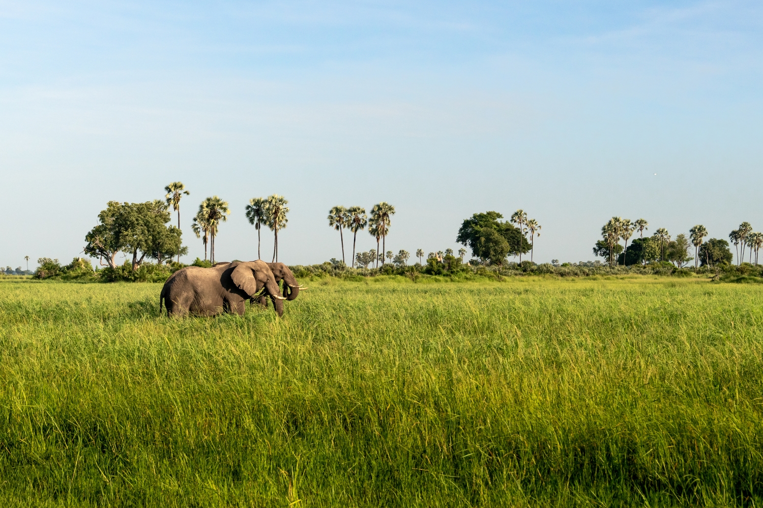 Elephants in the Okavango Delta