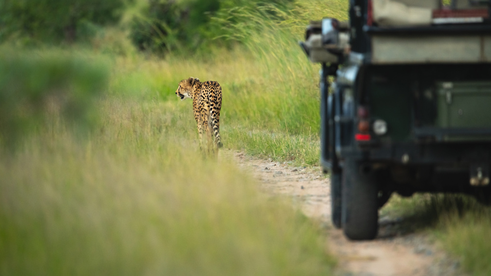 The ultimate privilege of one-on-one encounters with wildlife is one of the many benefits of our exclusive properties