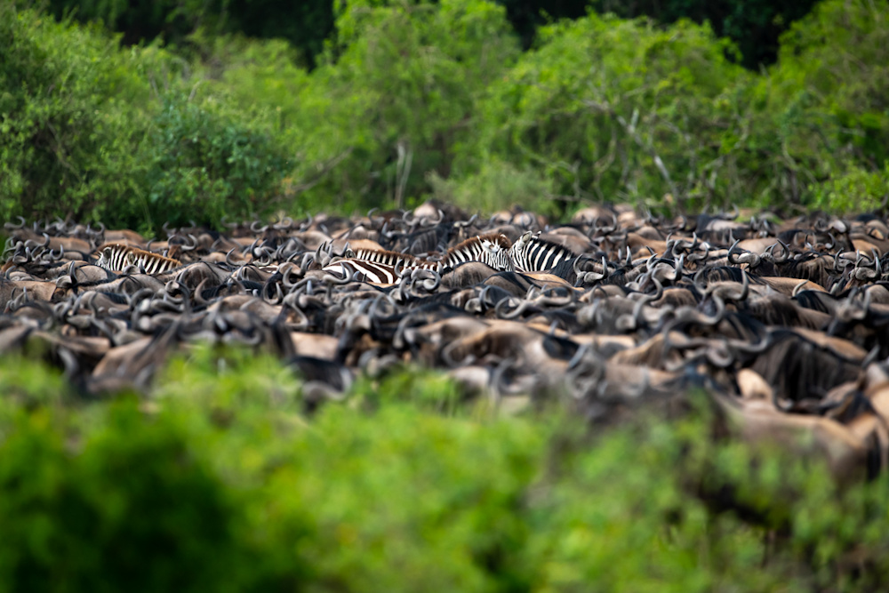 In visiting our lodges in Tanzania, visitors are in effect helping to preserve the ancient natural migratory route of the wildebeest