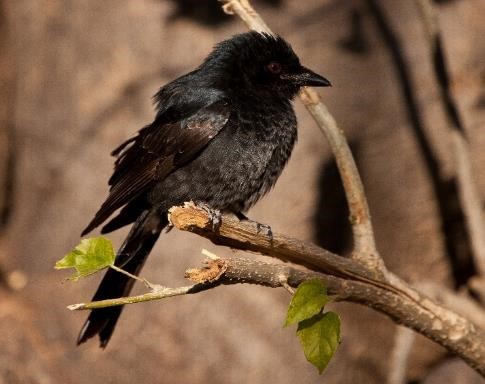 Fork-tailed drongo