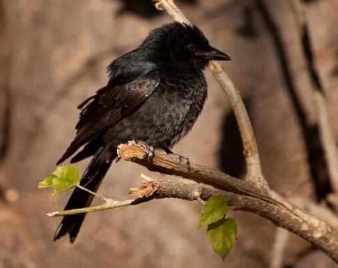 Fork-tailed drongo