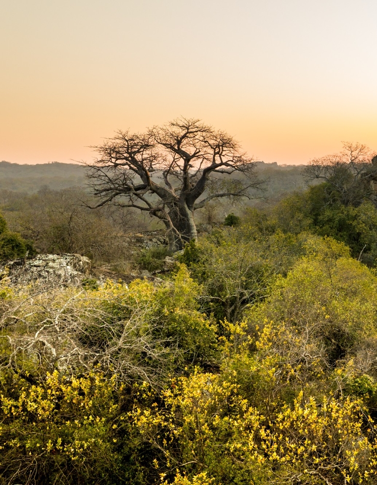 Baobab tree in the Malilangwe Reserve