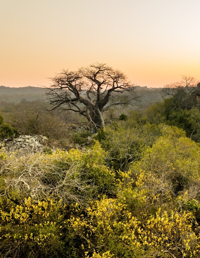 Baobab tree in the Malilangwe Reserve