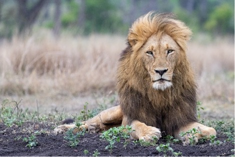 Othawa male lion